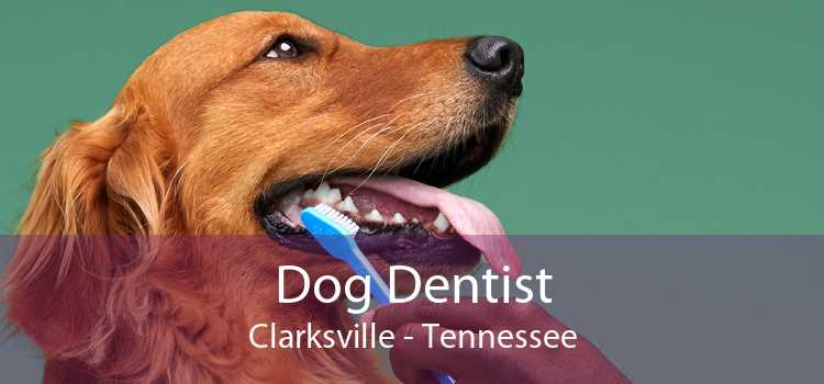 Dog Dentist Clarksville - Tennessee