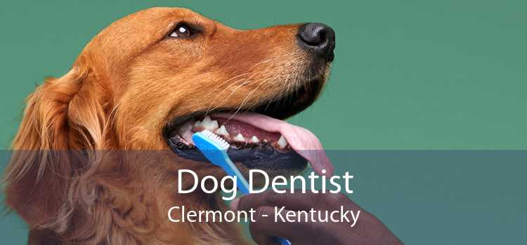 Dog Dentist Clermont - Kentucky