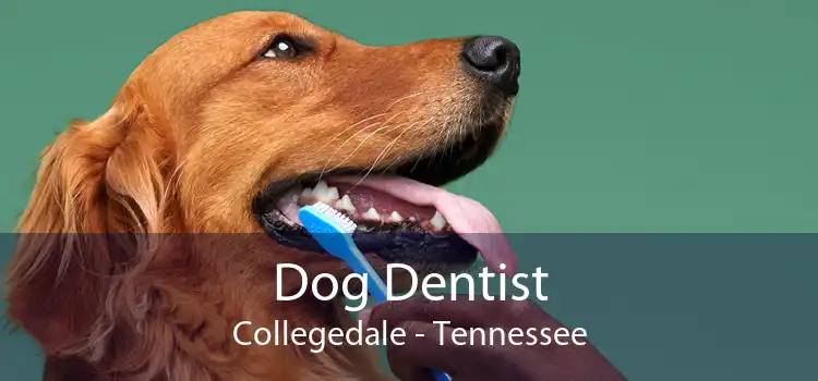 Dog Dentist Collegedale - Tennessee