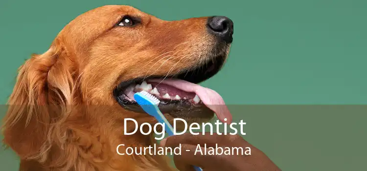 Dog Dentist Courtland - Alabama