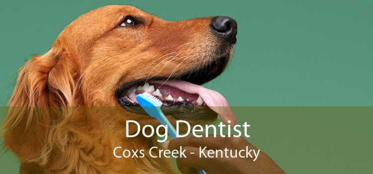 Dog Dentist Coxs Creek - Kentucky