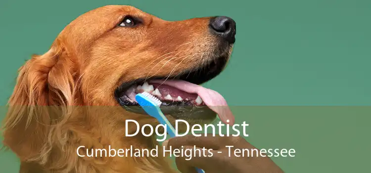 Dog Dentist Cumberland Heights - Tennessee