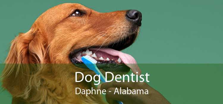 Dog Dentist Daphne - Alabama