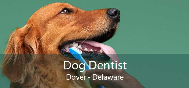 Dog Dentist Dover - Delaware