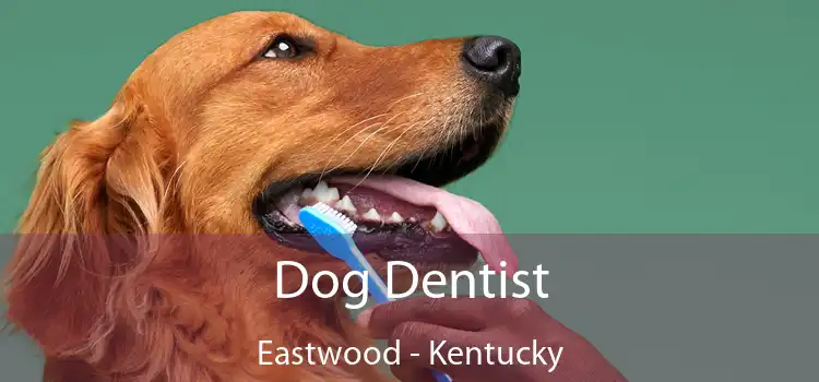 Dog Dentist Eastwood - Kentucky