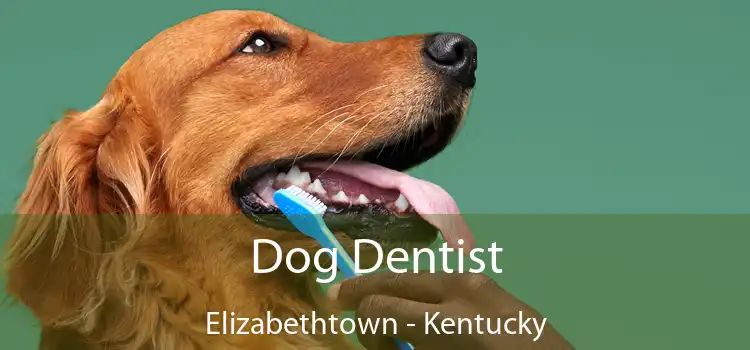Dog Dentist Elizabethtown - Kentucky