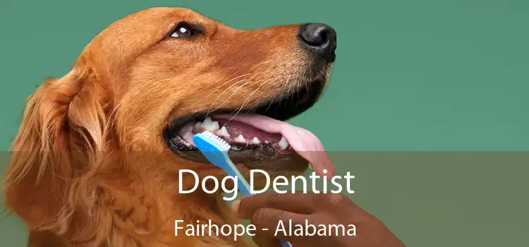Dog Dentist Fairhope - Alabama