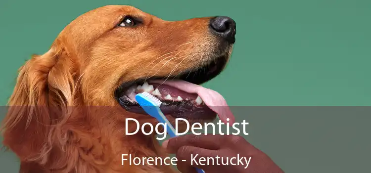 Dog Dentist Florence - Kentucky