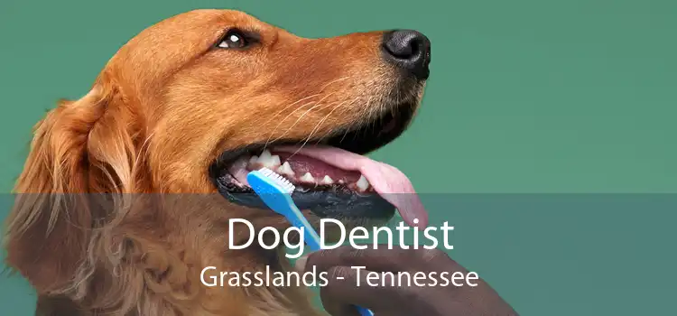 Dog Dentist Grasslands - Tennessee