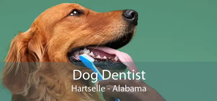 Dog Dentist Hartselle - Alabama