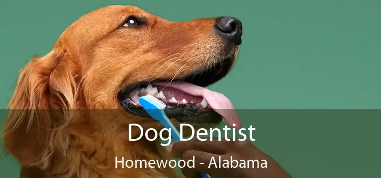 Dog Dentist Homewood - Alabama