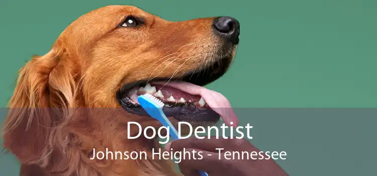 Dog Dentist Johnson Heights - Tennessee