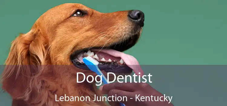 Dog Dentist Lebanon Junction - Kentucky