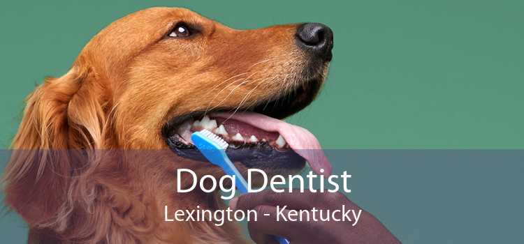 Dog Dentist Lexington - Kentucky