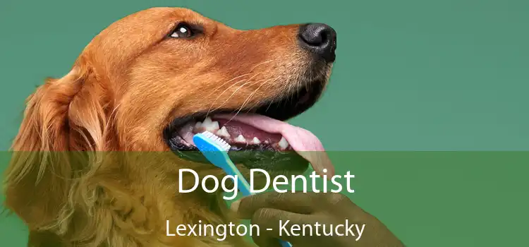 Dog Dentist Lexington - Kentucky