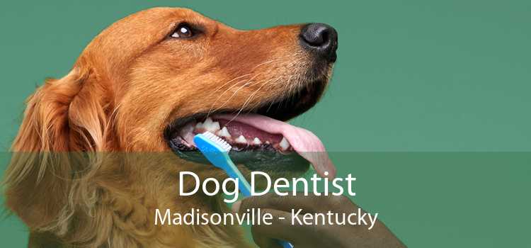 Dog Dentist Madisonville - Kentucky