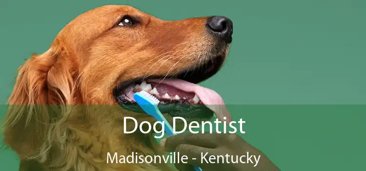 Dog Dentist Madisonville - Kentucky