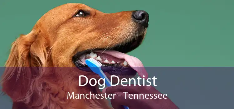 Dog Dentist Manchester - Tennessee