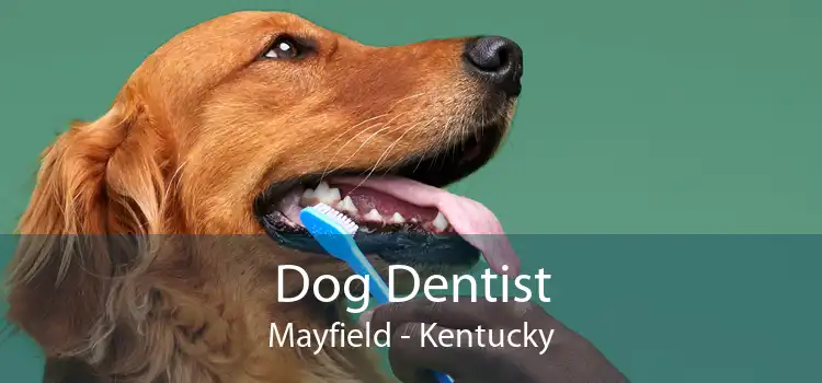 Dog Dentist Mayfield - Kentucky