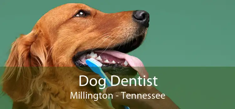 Dog Dentist Millington - Tennessee