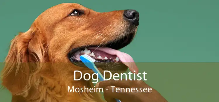 Dog Dentist Mosheim - Tennessee