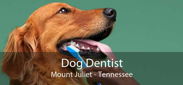 Dog Dentist Mount Juliet - Tennessee