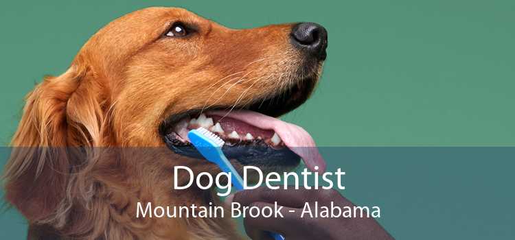 Dog Dentist Mountain Brook - Alabama