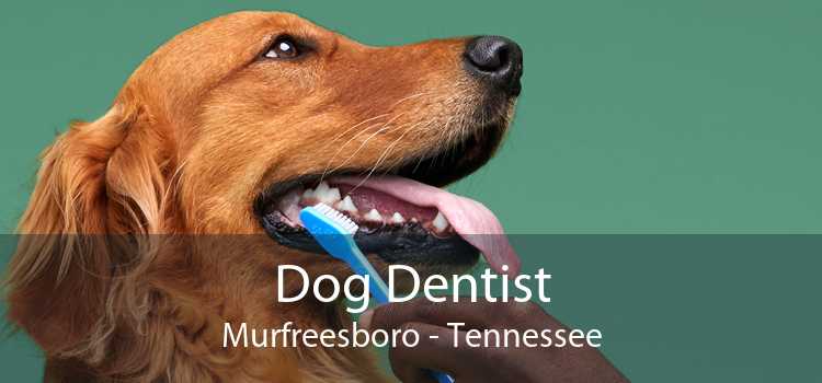 Dog Dentist Murfreesboro - Tennessee