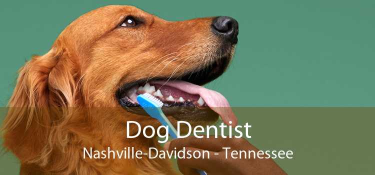 Dog Dentist Nashville-Davidson - Tennessee