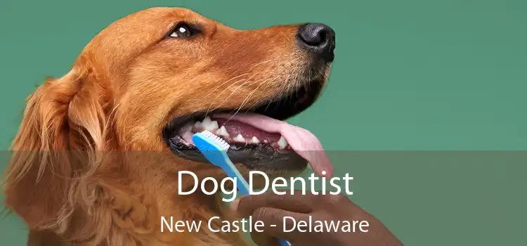 Dog Dentist New Castle - Delaware