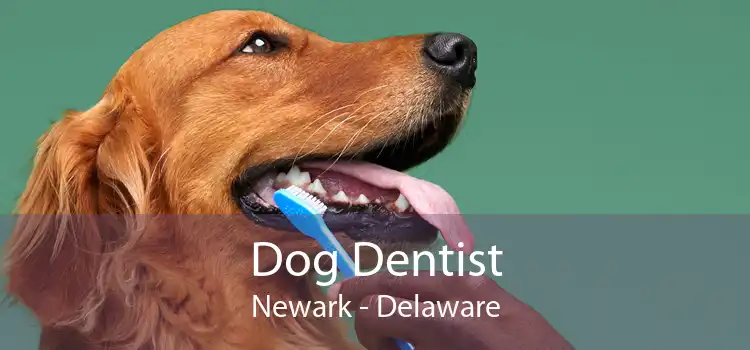 Dog Dentist Newark - Delaware