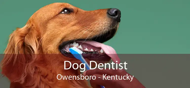 Dog Dentist Owensboro - Kentucky