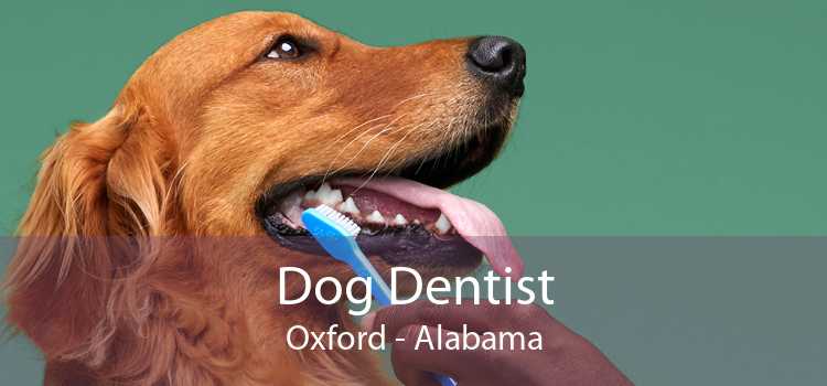 Dog Dentist Oxford - Alabama