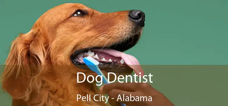Dog Dentist Pell City - Alabama