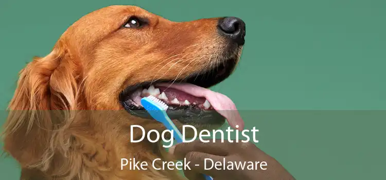 Dog Dentist Pike Creek - Delaware