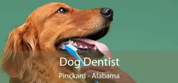 Dog Dentist Pinckard - Alabama