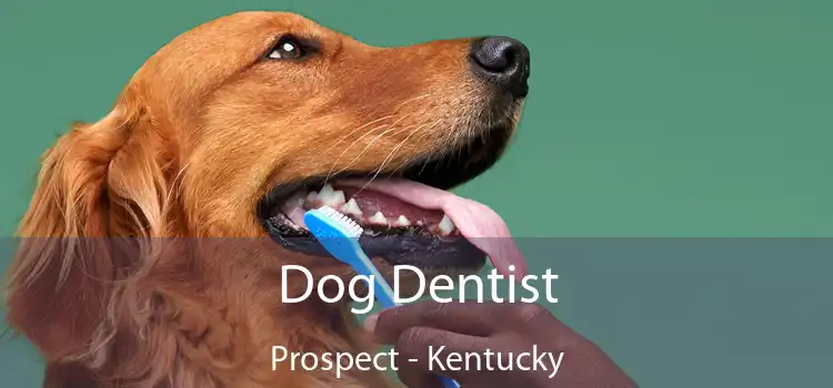 Dog Dentist Prospect - Kentucky