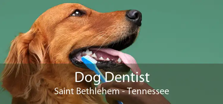 Dog Dentist Saint Bethlehem - Tennessee