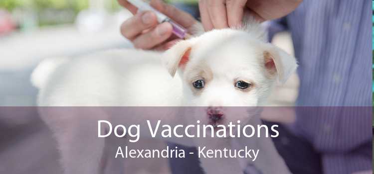 Dog Vaccinations Alexandria - Kentucky