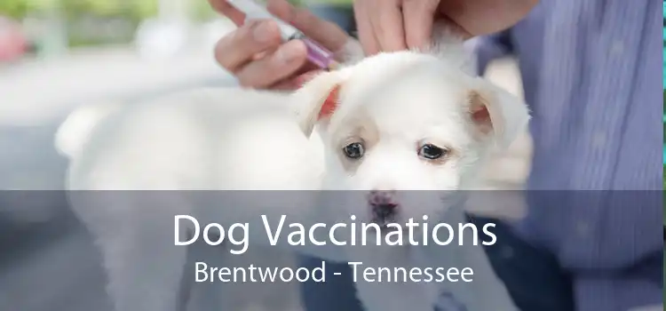 Dog Vaccinations Brentwood - Tennessee