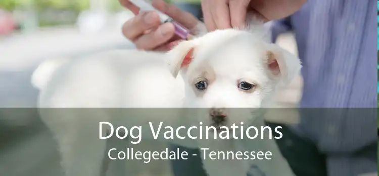 Dog Vaccinations Collegedale - Tennessee