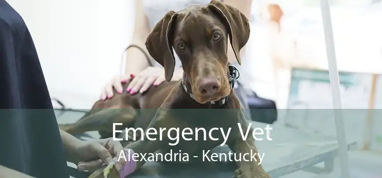 Emergency Vet Alexandria - Kentucky