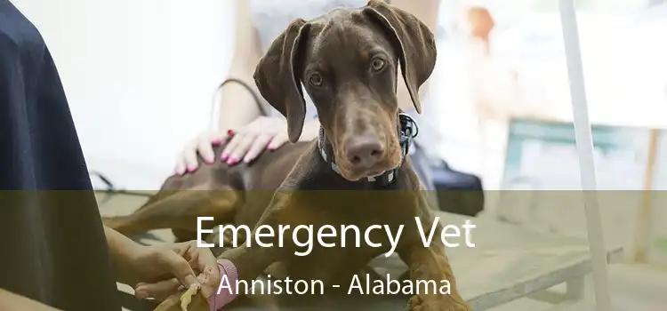 Emergency Vet Anniston - Alabama