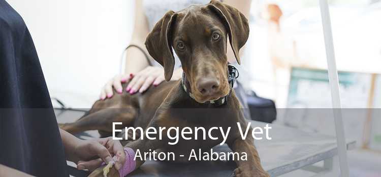 Emergency Vet Ariton - Alabama
