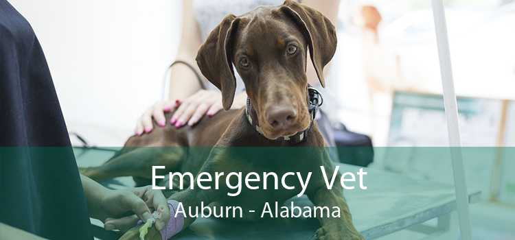 Emergency Vet Auburn - Alabama