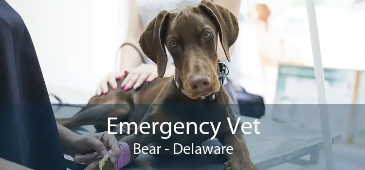 Emergency Vet Bear - Delaware