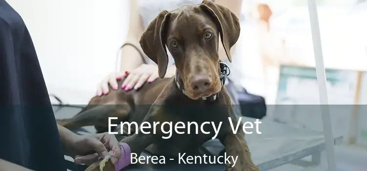 Emergency Vet Berea - Kentucky