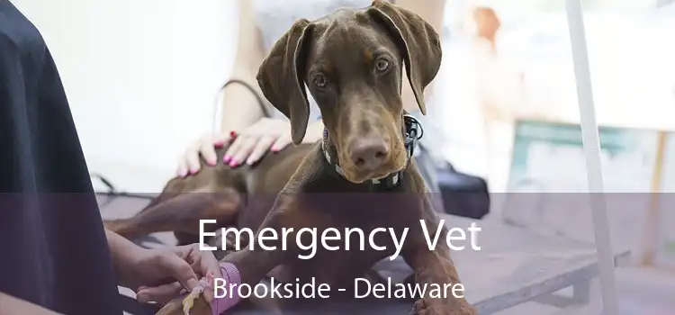 Emergency Vet Brookside - Delaware