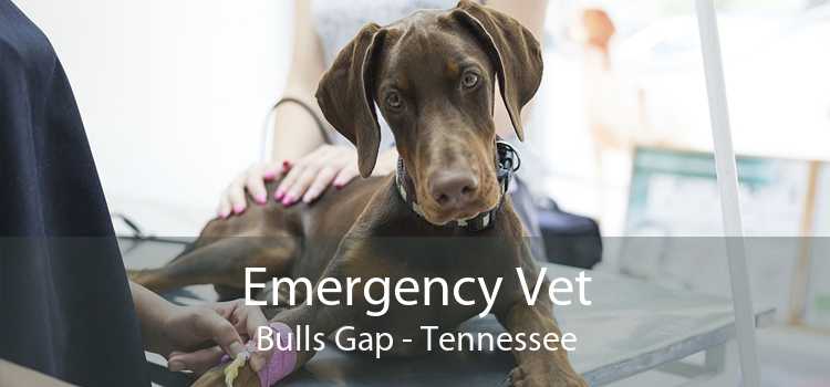 Emergency Vet Bulls Gap - Tennessee
