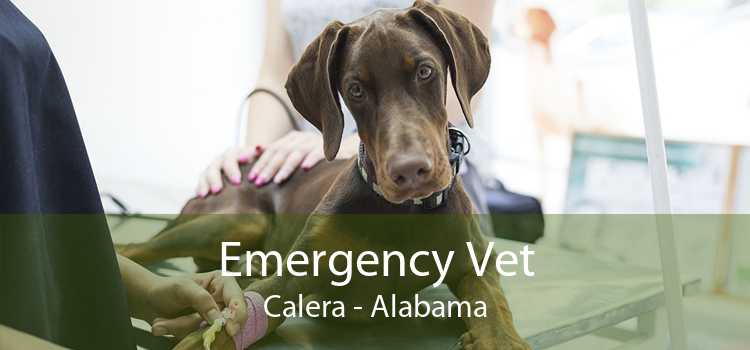 Emergency Vet Calera - Alabama